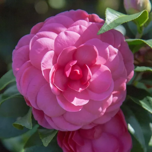 Early Wonder Camellia (Japonica) 2.5 Quart