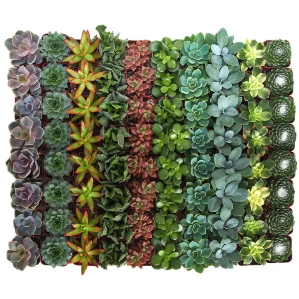 Shop Succulents 2 in. Assorted Succulent (Collection of 40)