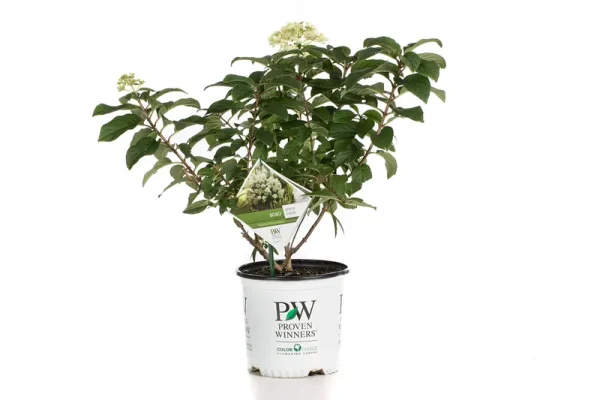Proven Winners 1 gal. Bobo Hardy Hydrangea (Paniculata) Live Shrub, White to Pink Flowers
