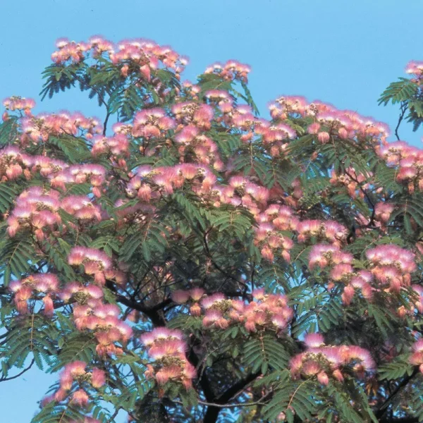 Hardy Mimosa Dormant Bare Root Flowering Starter Shrub (1-Pack)
