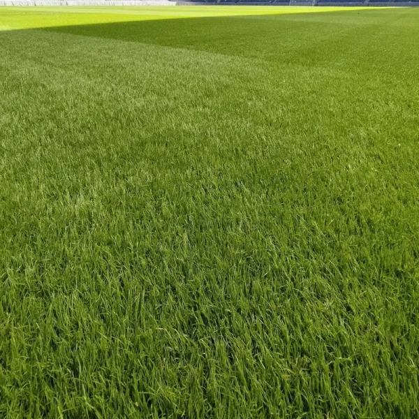 Outsidepride Full House Bermuda Grass Seed Blend - 2 lbs