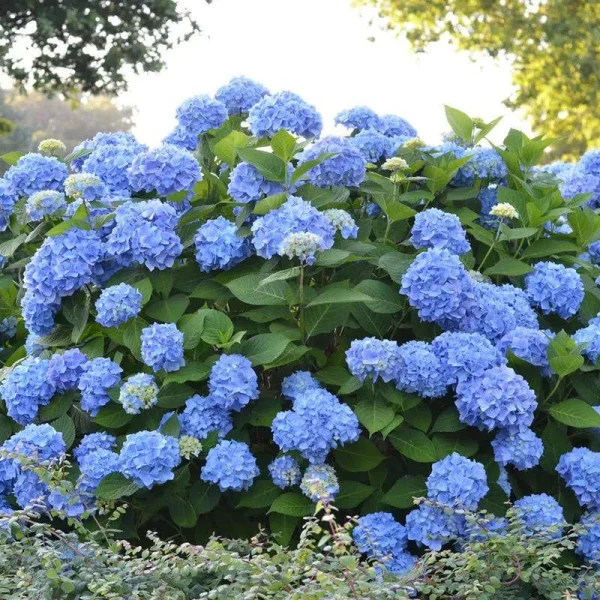 The Original Hydrangea | Endless Summer 2 Gallon