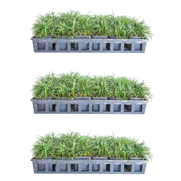 Dwarf Mondo Grass in 3-1/4" Pots, Evergreen Groundcover Grass