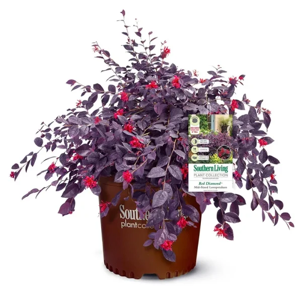 Southern Living 2 gal. Red Diamond Loropetalum Shrub
