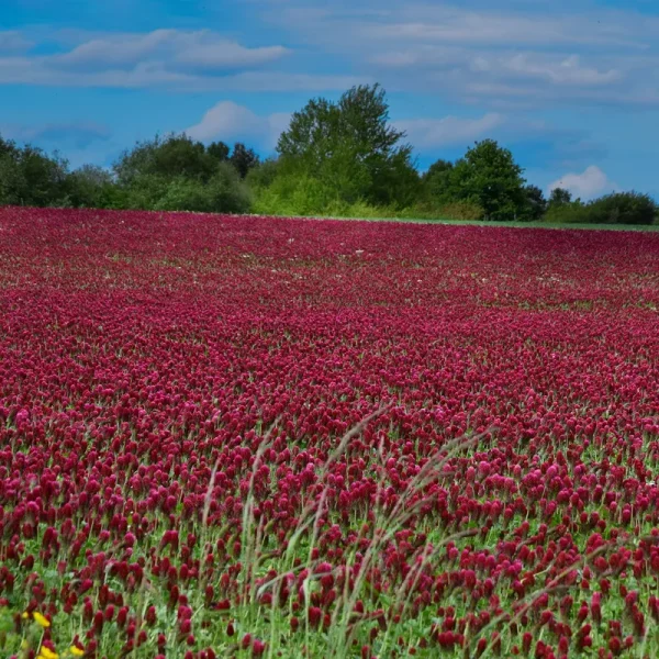 Outsidepride Crimson Clover Seed Nitro-Coated Inoculated - 5 lbs
