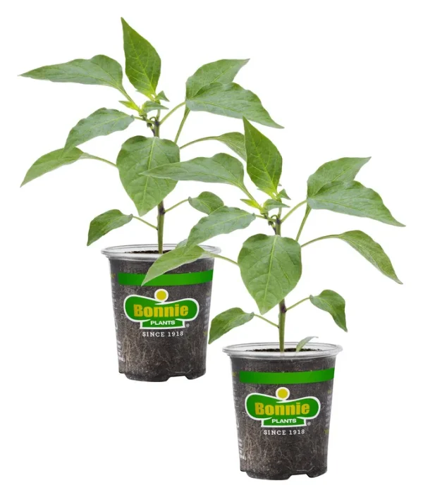 Bonnie Plants Red Ghost Pepper 19.3 oz. 2-Pack