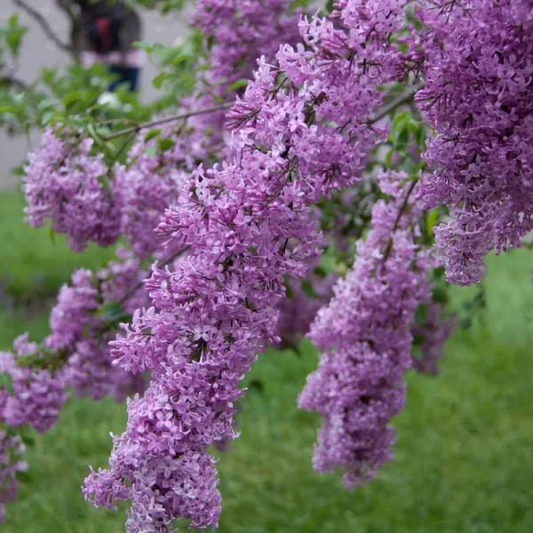 Lilac Sunday' Lilac Shrub | Zone 3-8 | Purple | 8 - 12 Feet | Full Sun