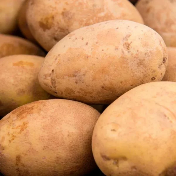 Seed Potato Kennebec (2 lb. Package)