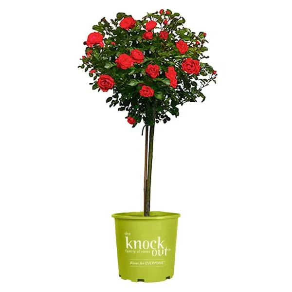 3 gal. Red Double Knock Out Rose Tree with Red Flowers