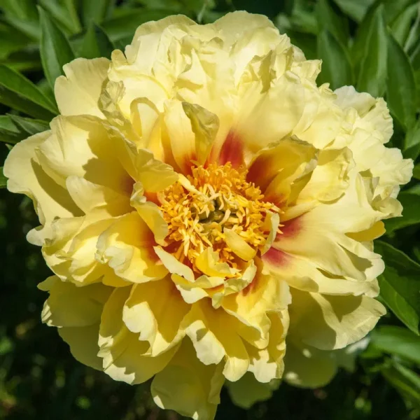 Bartzella Itoh Peony
