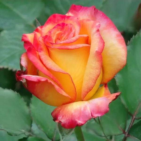 National Plant Network Bareroot Rio Samba Hybrid Tea Rose - 2 Piece