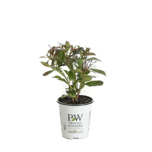 Proven Winners Wine & Roses Reblooming Weigela Florida Live Shrub, Purple