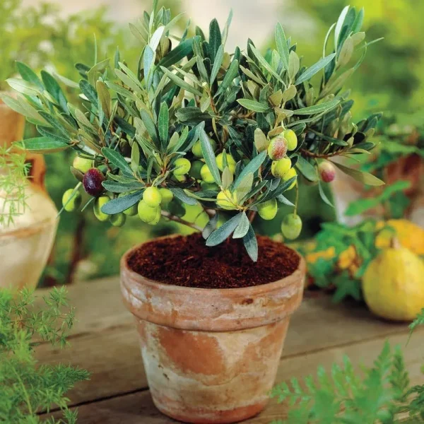 Mediterranean Olive Tree - 1