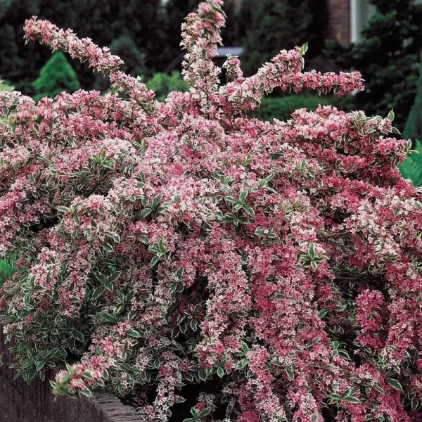 Pink Splash Variegated Weigela Shrub - 1 Year Bareroot | Zone 3-8