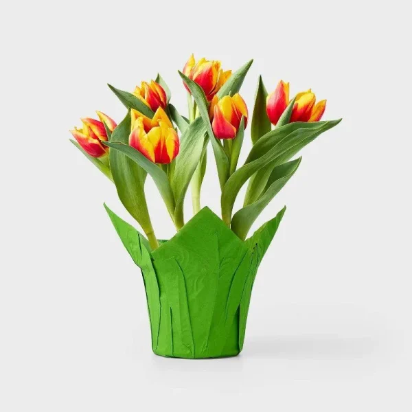 Live 6" Two-Tone Potted Tulip Plant - Spritz