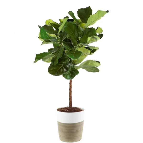 Costa Farms Live Ficus Lyrata, Fiddle-leaf Fig, Indoor Tree, 4-Feet Tall, Ships in Gray Planter, Fresh from Our Farm