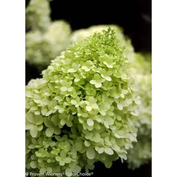 Proven Winners Limelight Hardy Hydrangea Paniculata Live Shrub - HYDPRC1017800