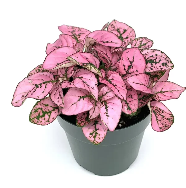 Hypoestes Pink Splash Live Potted House Plants Air Purifying in 2" Pot