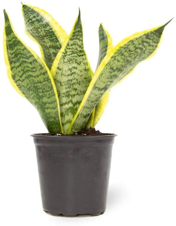Live Snake Plant, Sansevieria Trifasciata Superba, Fully Rooted Indoor House Plant in Pot, Mother in Law Tongue Sansevieria Plant, Potted Succulent