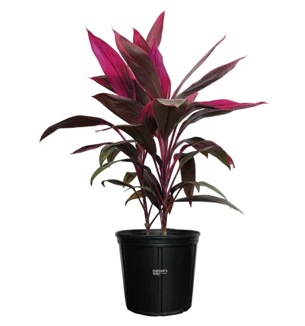Cordyline fruticosa, Red Sister, Ti Plant, Live Plant 25-30 in. Tall in Grower Pot by Nature's Way Farms