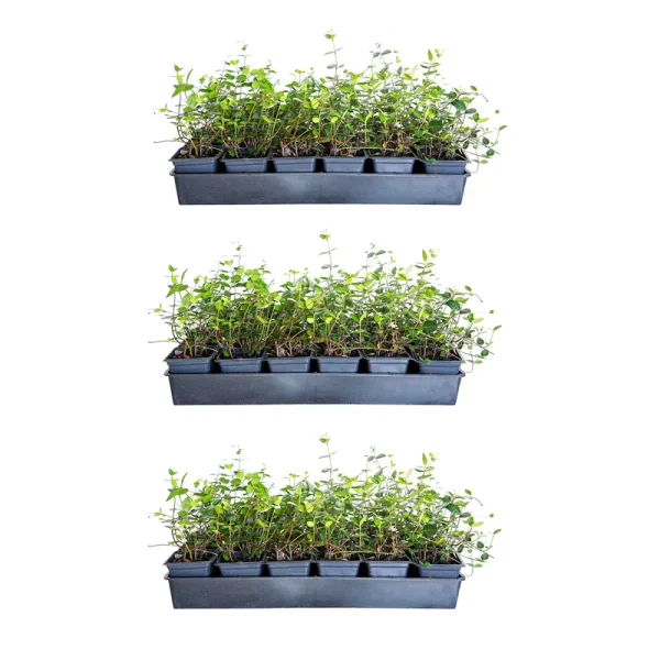 Expert Gardener Asiatic Jasmine - 54 Pack (3.25 In. Pots) Evergreen Groundcover Vine - Full Sun Live Outdoor Plant