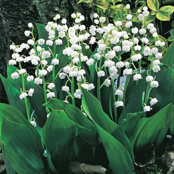 Lily of The Valley
