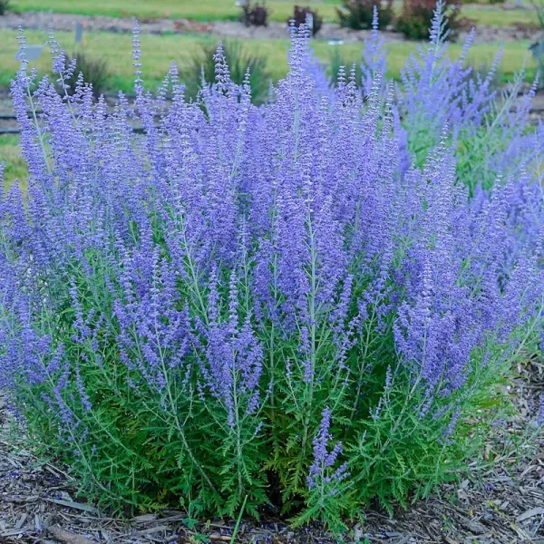 Blue Jean Baby Sage Dormant Bare Root Perennial Plant (1-Pack)