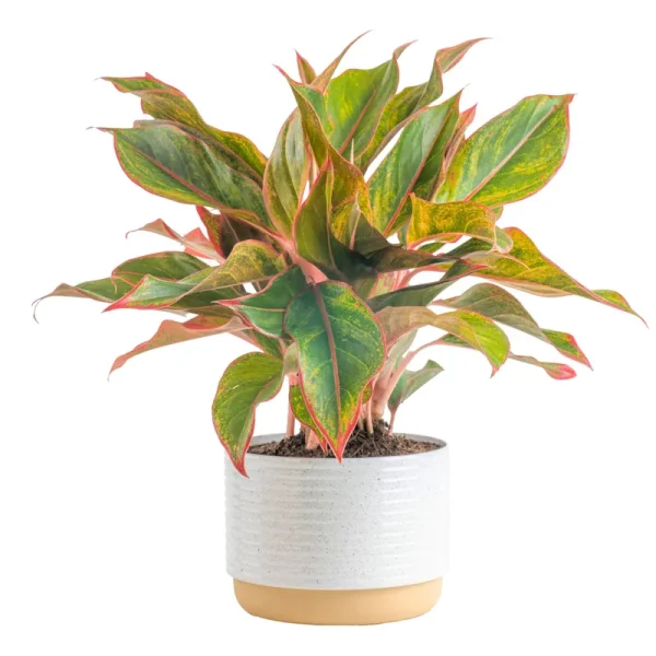 Costa Farms Aglaonema Red Chinese Evergreen Live Indoor Plant, 14-Inches Tall, Ships in White-Natural D��cor Planter