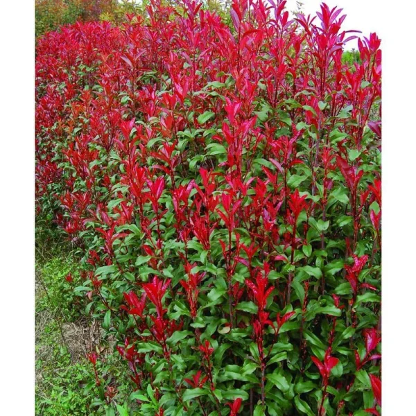 2.25 Gal Photinia Dynamo Red Live Shrub with Full Sun, Size: 3 Gal