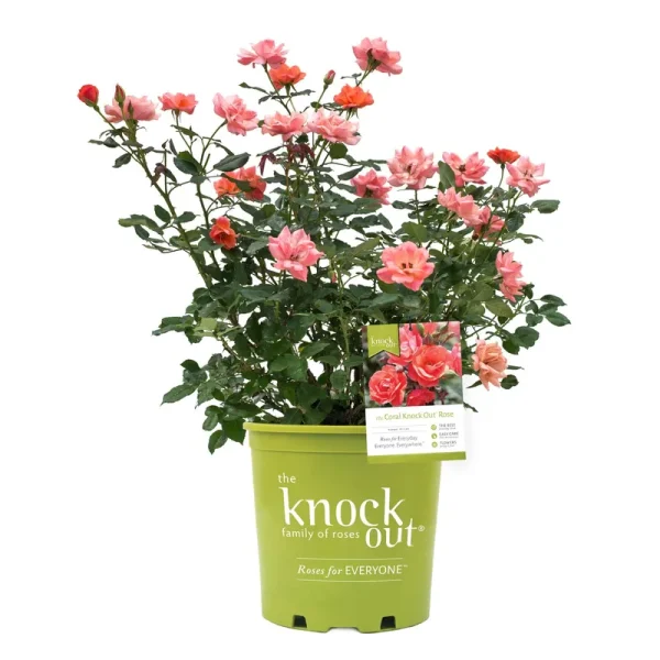 Rose Knock Out Coral, 2 Gallon