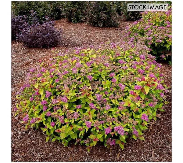 Spiraea Rainbow Fizz 4" Potted Rocketliners - Van Zyverden
