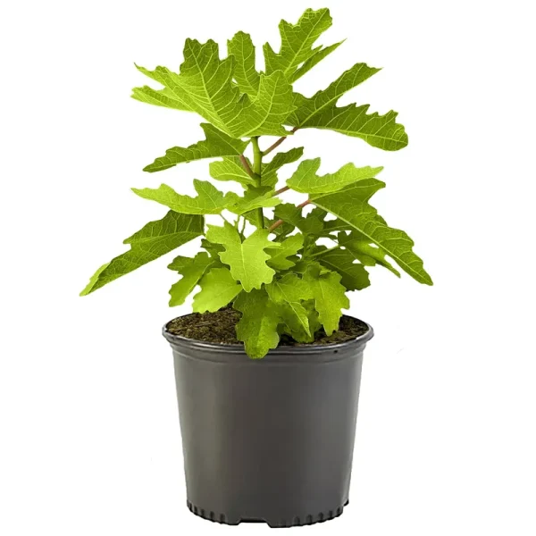 Fig Black Mission Live Shrubs (1 Gallon)