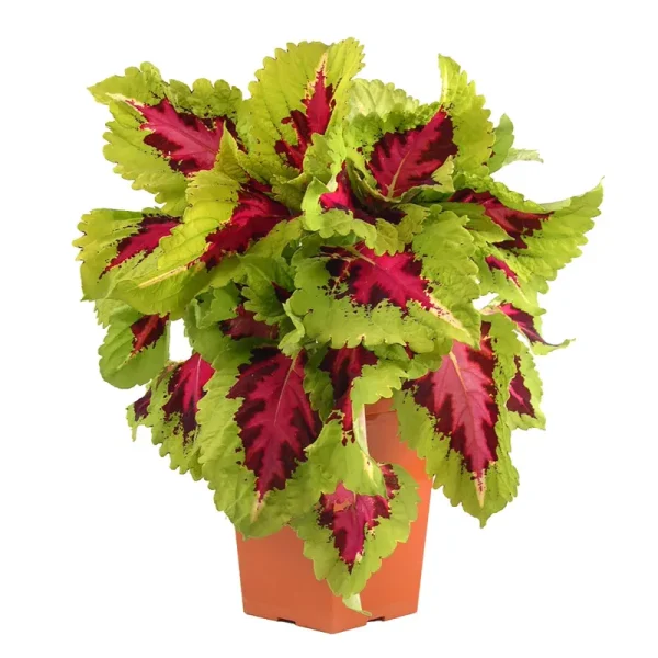 4 in Coleus Kong Jr. Plant (4-Pack)