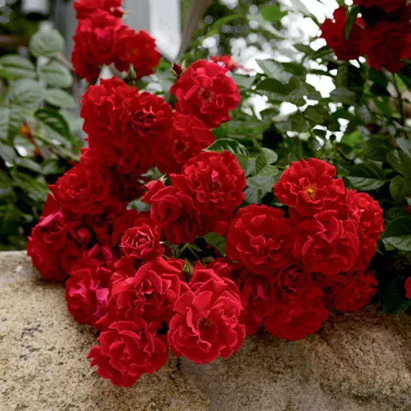 Spring Hill Nurseries 1 Pack in Bare Root Red Ribbons Groundcover Rose | 88417