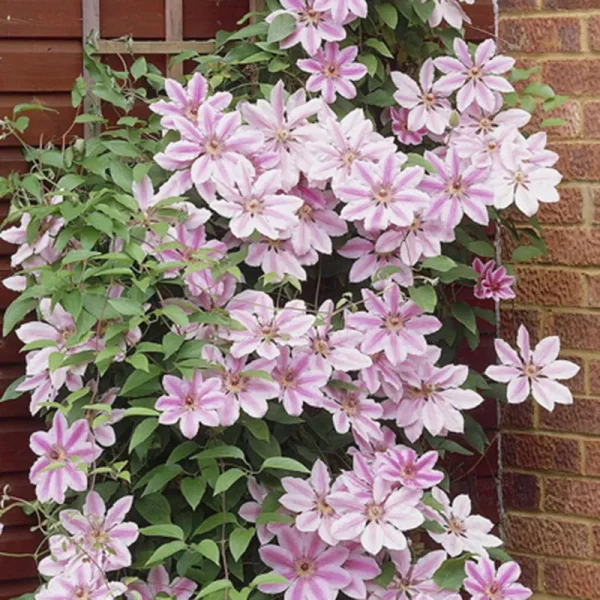 Van Zyverden Clematis Nelly Moser, 1 Plant