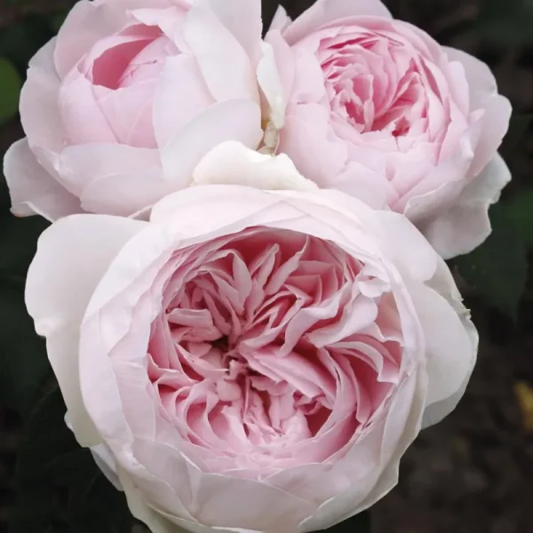 Plum Perfect Rose Plant Potted | Sunbelt Shrub Fragrant Purple Flowers