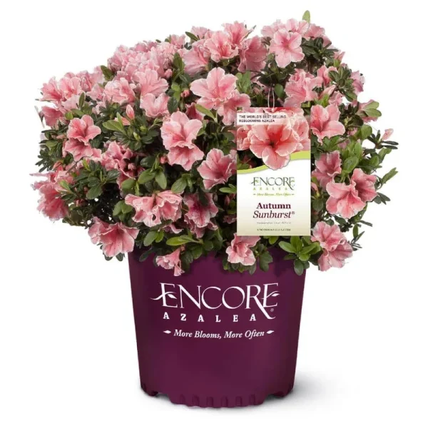 Encore Azalea Autumn Sunburst Shrub 1 Gallon, Pink