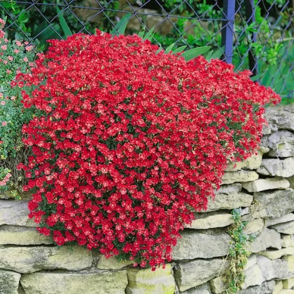 Outsidepride Aubrieta Seeds - Cascade Red - 1000 Seeds