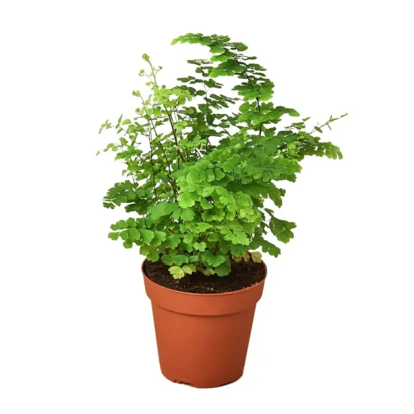 Maidenhair Fern 4" Pot
