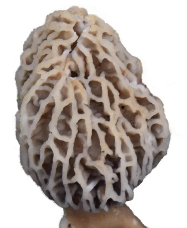 Morel Habitat Kit - Backyard Morel Mushroom Growing Kit