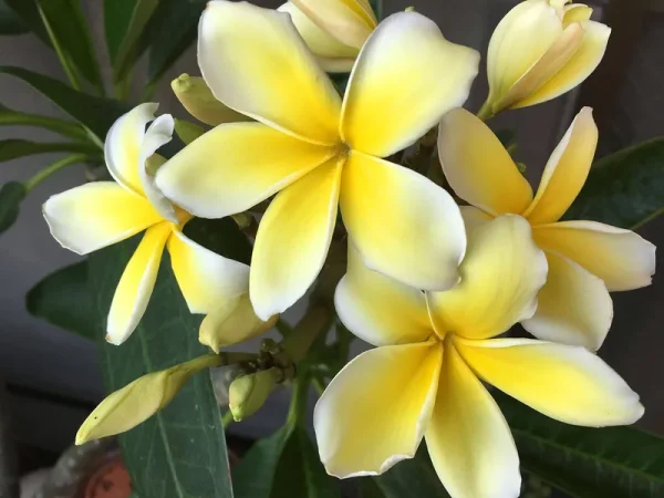 Hawaiian Yellow Plumeria Frangipani Plant Cutting