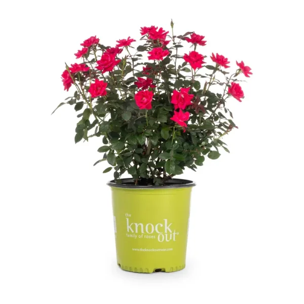 Lowe's Red Double Knock Out Rose in Pot - 2-Gallon - Each