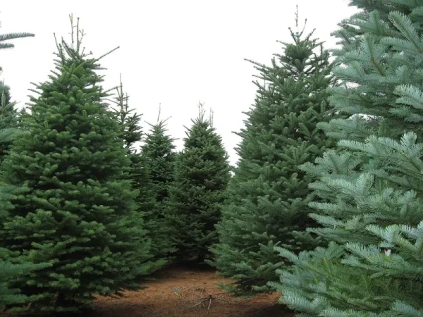 Noble Fir, Abies Procera, (Abies nobilis), Tree Seeds (30 Seeds)