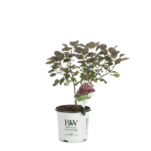Proven Winners Winecraft Black Smokebush (Cotinus) Live Shrub, Rich Purple to Orange Foliage, 1 Gallon