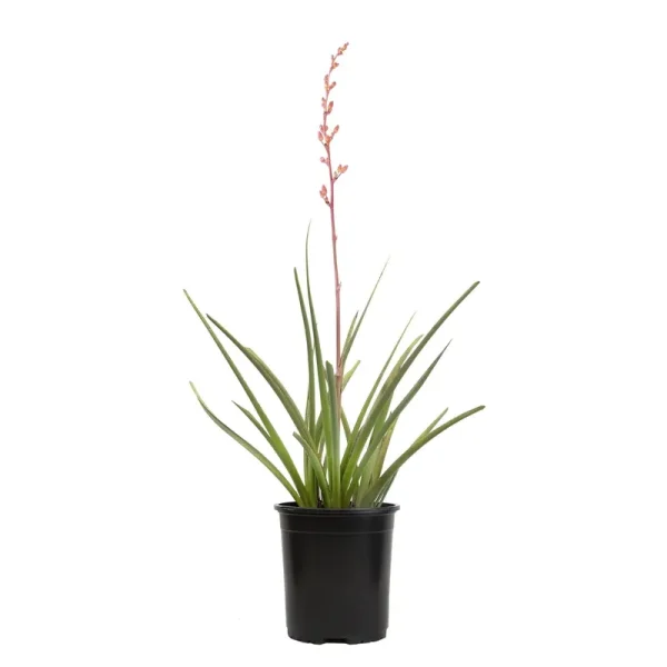 Altman Plants Red Hesperaloe Yucca Accent Shrub in 2.5-Quart Pot