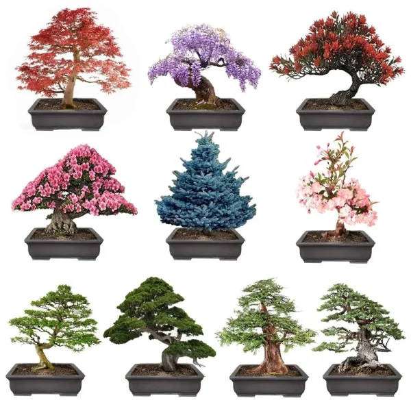 Brand: GMBTHO 300+ Bonsai Tree Seeds ÿ 10 Popular Varieties of Non GMO Heirloom Bonsai Seeds Red Maple, Elm Tree, Blue Spruce, Black Spruce, Black