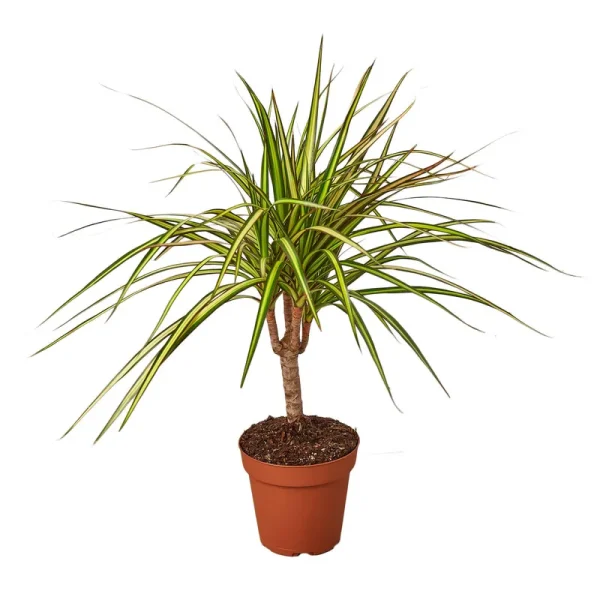 Dracaena Marginata 'Sunshine' 4" Pot
