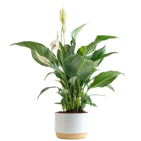 Costa Farms Spathiphyllum Peace Lily Live Indoor Plant, 15-Inch, White-Natural D��cor Planter