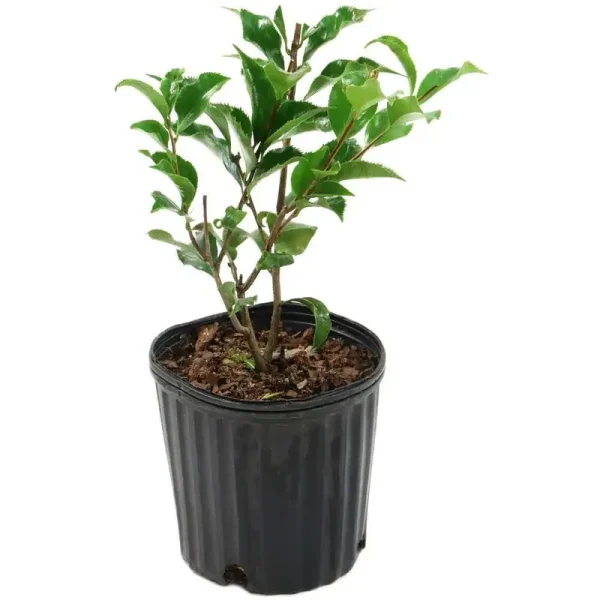 National Plant Network 2.5 qt Black Magic Camellia Japonica Plant with Dark Red Blooms | Target