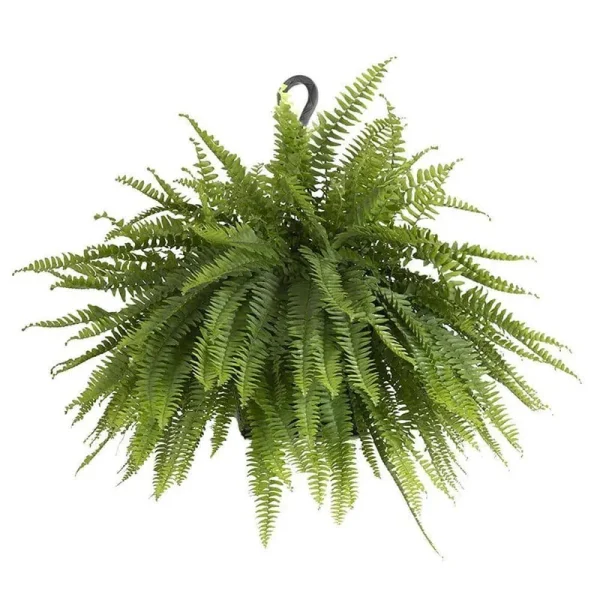10-Inch Boston Fern